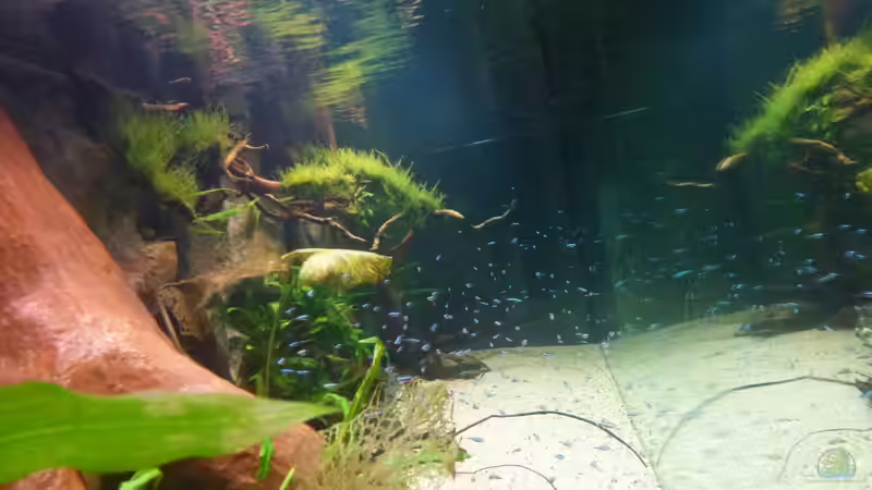 Aquarium Amazonas von master-marko (19)