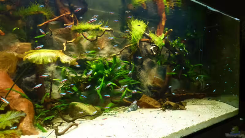 Aquarium Amazonas von master-marko (20)