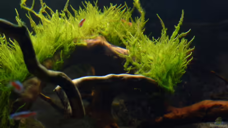 Aquarium Amazonas von master-marko (24)