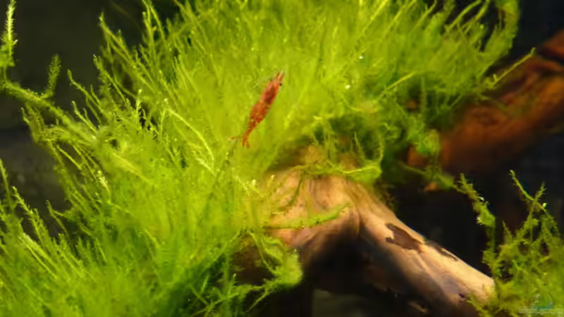 Aquarium Amazonas von master-marko (25)