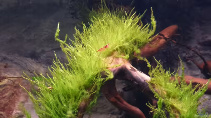 Aquarium Amazonas von master-marko (26)