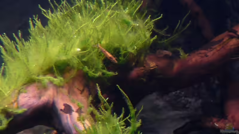 Aquarium Amazonas von master-marko (27)