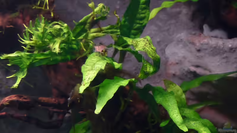 Aquarium Amazonas von master-marko (28)