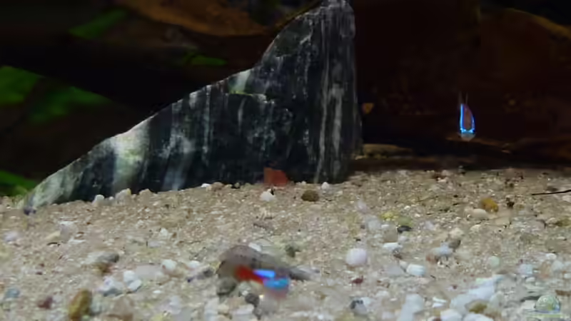 Aquarium Amazonas von master-marko (29)