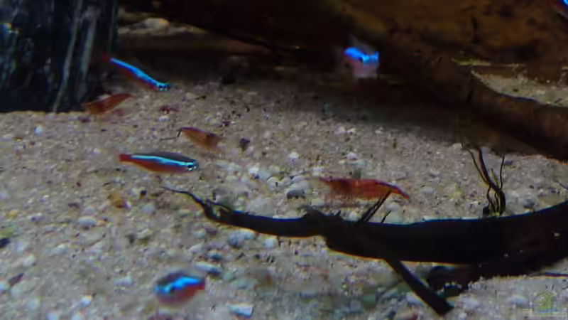 Aquarium Amazonas von master-marko (30)