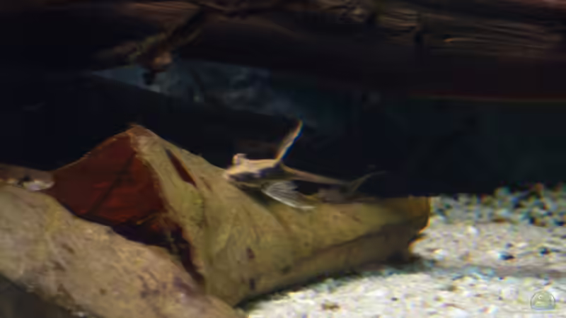 Aquarium Amazonas von master-marko (32)