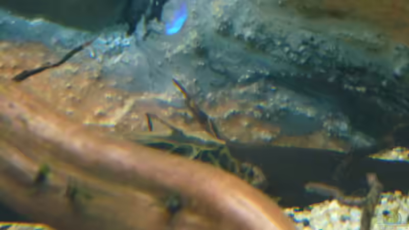 Aquarium Amazonas von master-marko (33)