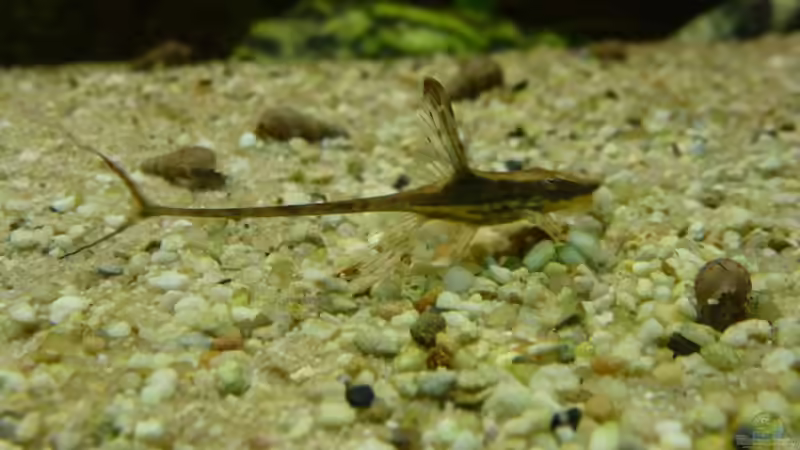 Aquarium Amazonas von master-marko (34)