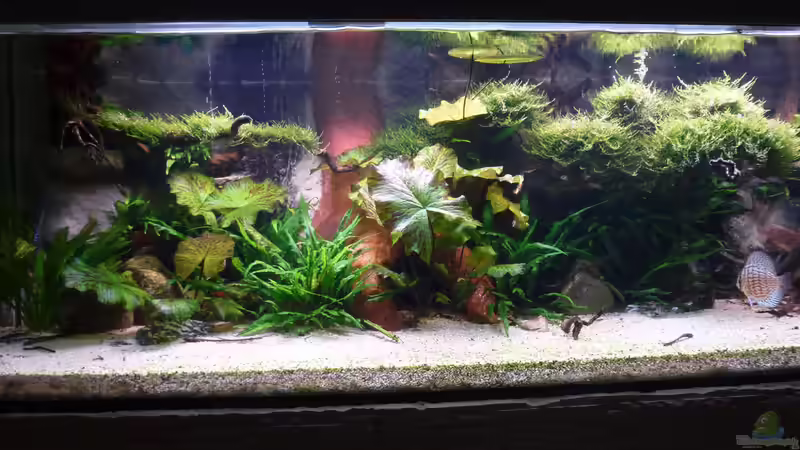 Aquarium Amazonas von master-marko (35)