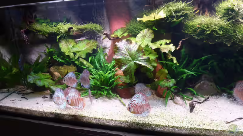 Aquarium Amazonas von master-marko (36)