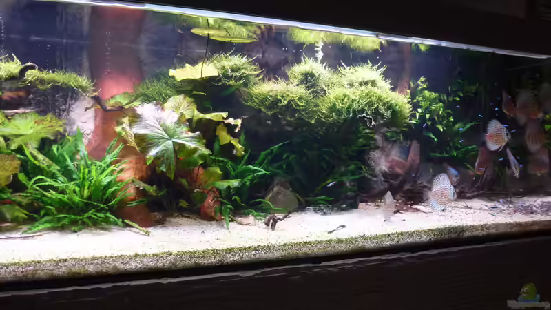 Aquarium Amazonas von master-marko (37)