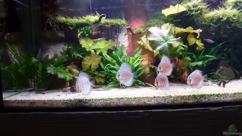 Aquarium Amazonas von master-marko (38)