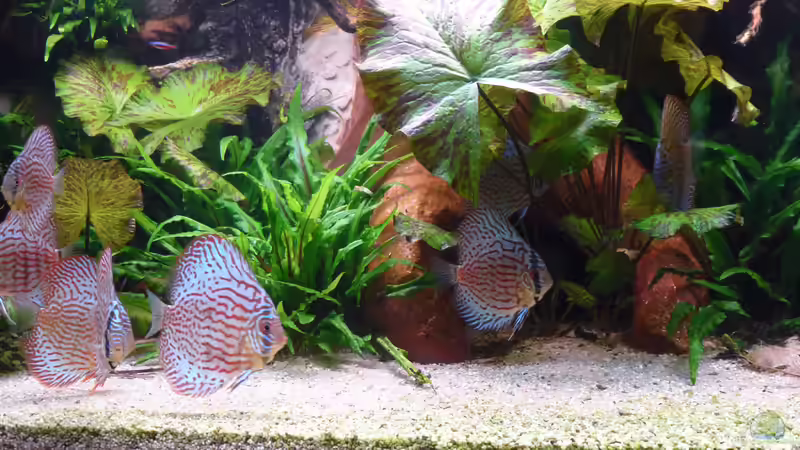 Aquarium Amazonas von master-marko (39)