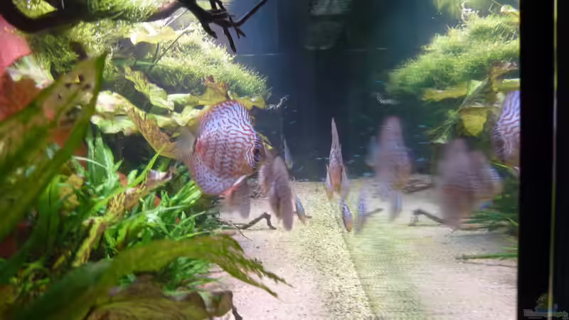 Aquarium Amazonas von master-marko (41)