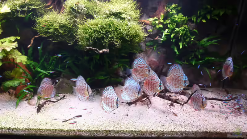 Aquarium Amazonas von master-marko (43)