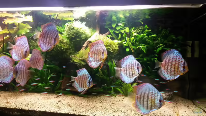 Aquarium Amazonas von master-marko (46)