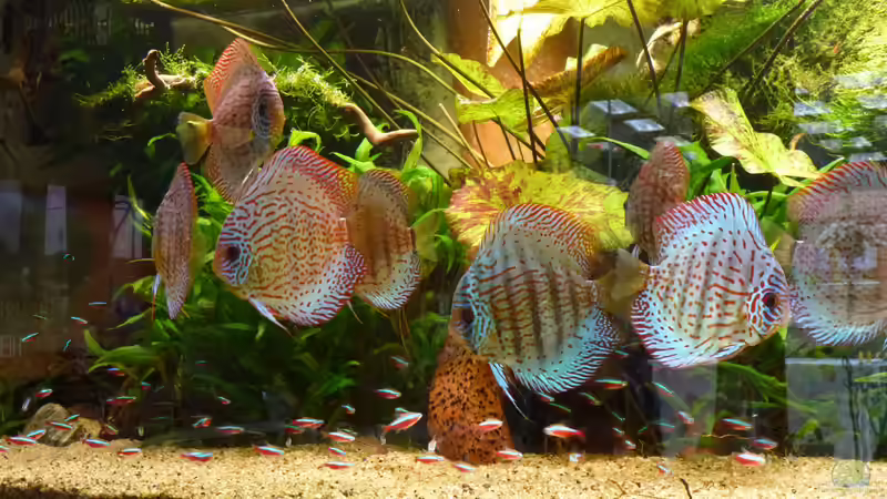 Aquarium Amazonas von master-marko (47)