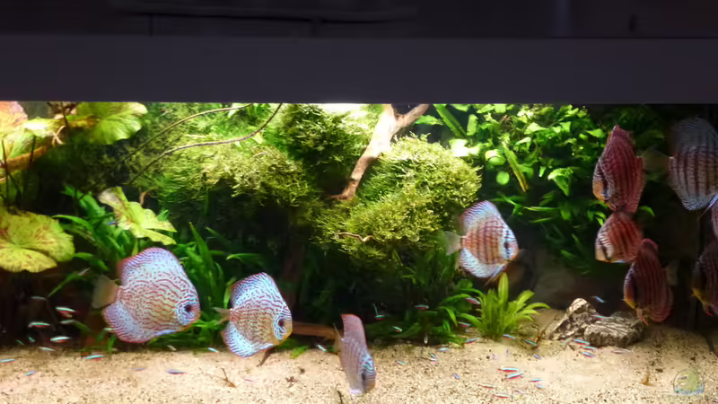 Aquarium Amazonas von master-marko (50)