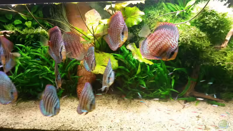 Aquarium Amazonas von master-marko (52)