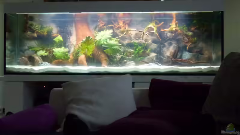 Aquarium Amazonas von master-marko (8)