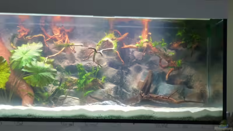 Aquarium Amazonas von master-marko (9)
