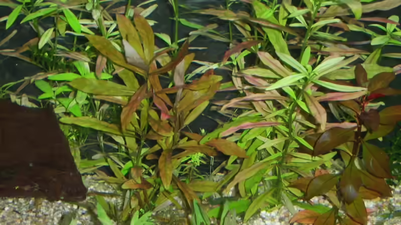 Aquarium Amazonas von qmman (2)