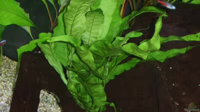 Aquarium Amazonas von qmman (3)