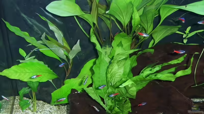 Aquarium Amazonas von qmman (4)