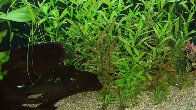 Aquarium Amazonas von qmman (5)