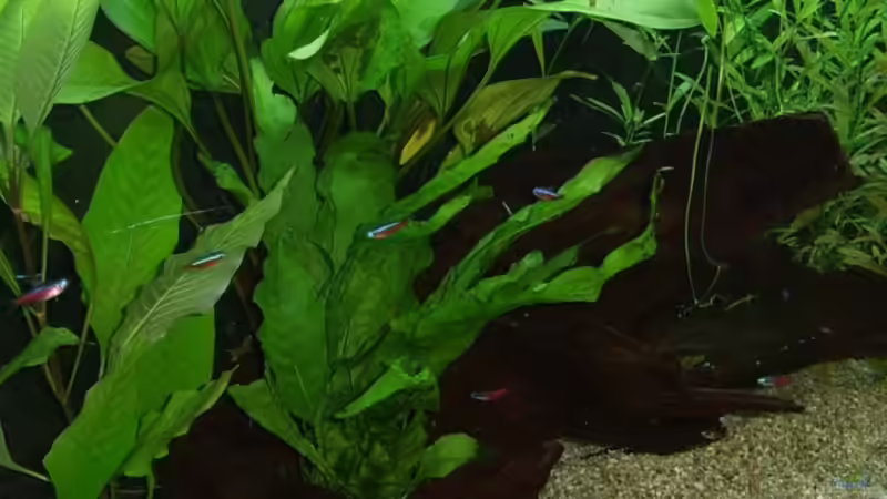 Aquarium Amazonas von qmman (6)