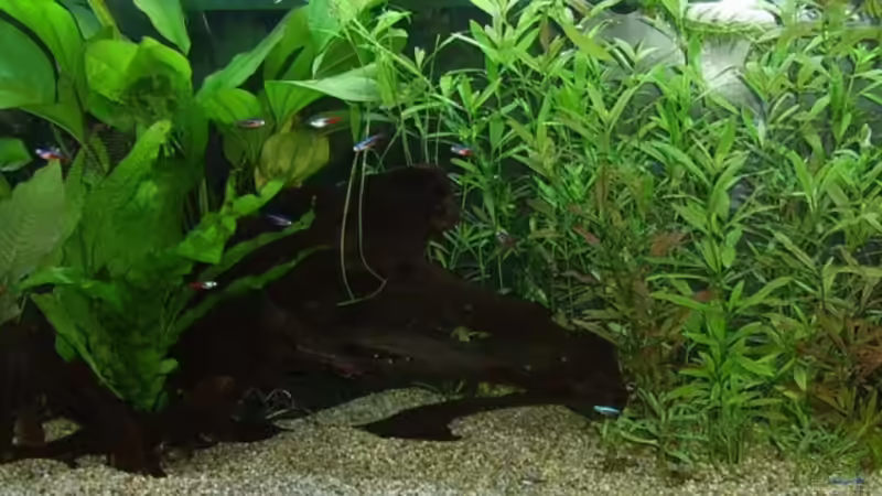 Aquarium Amazonas von qmman (7)