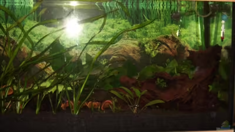 Aquarium Amazonas von Samson (3)