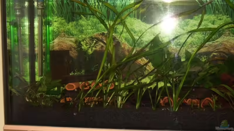 Aquarium Amazonas von Samson (4)