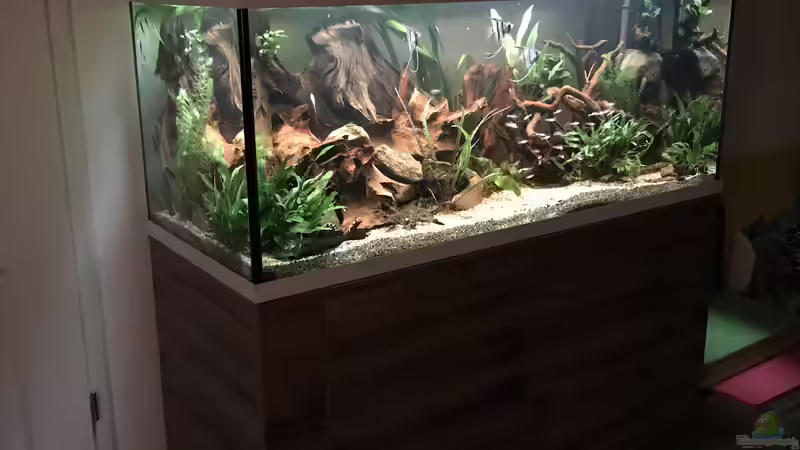 Aquarium Amazonas-Welsbecken von MaFu (10)