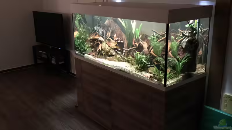 Aquarium Amazonas-Welsbecken von MaFu (11)