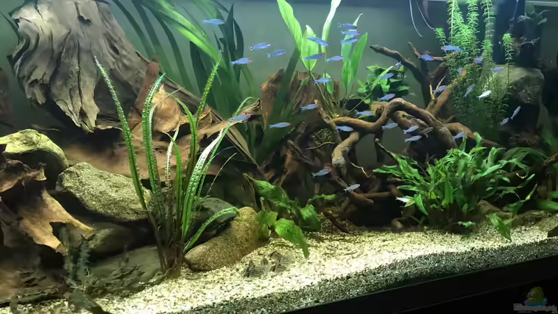 Aquarium Amazonas-Welsbecken von MaFu (12)