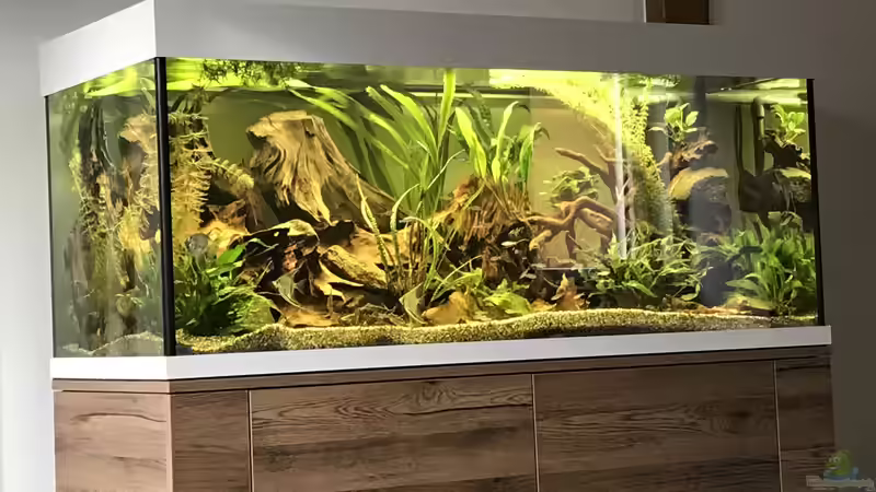 Aquarium Amazonas-Welsbecken von MaFu (13)