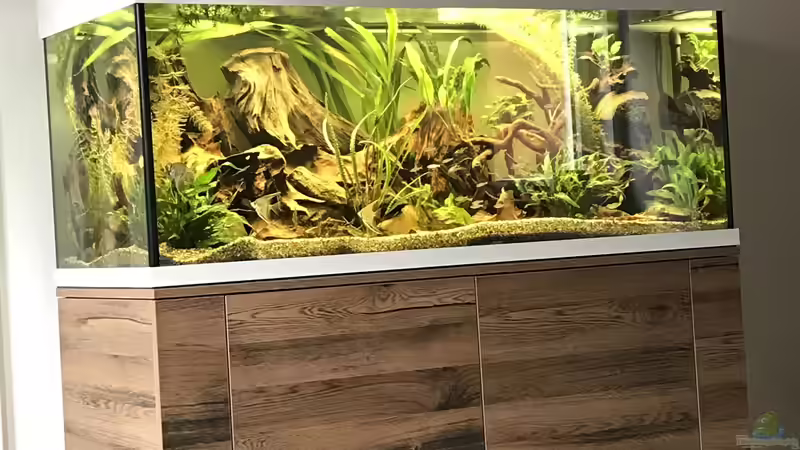 Aquarium Amazonas-Welsbecken von MaFu (14)