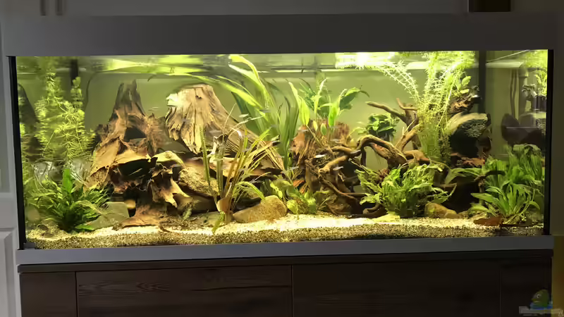 Aquarium Amazonas-Welsbecken von MaFu (15)