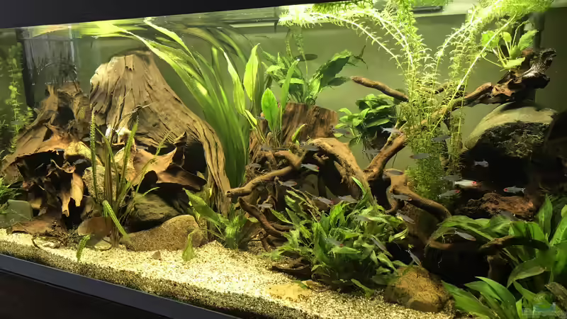 Aquarium Amazonas-Welsbecken von MaFu (17)