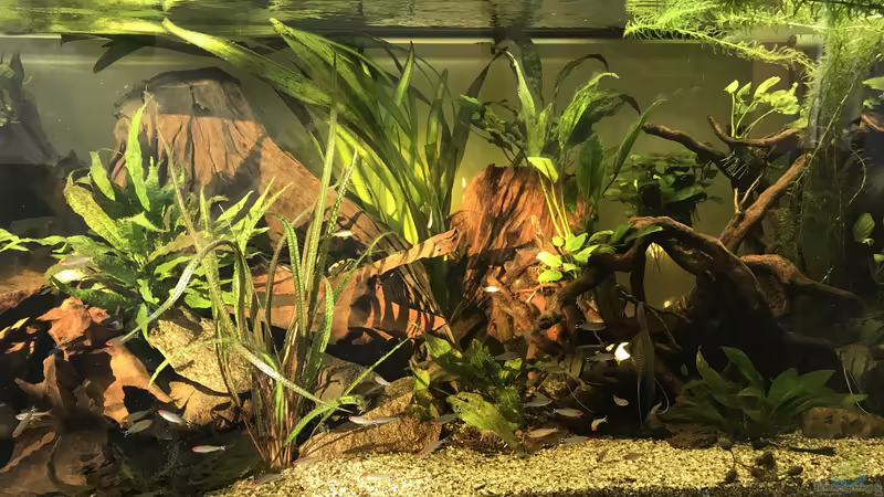 Aquarium Amazonas-Welsbecken von MaFu (3)