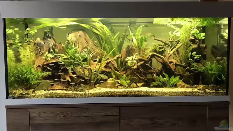 Aquarium Amazonas-Welsbecken von MaFu (4)