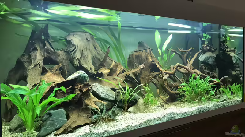 Aquarium Amazonas-Welsbecken von MaFu (5)