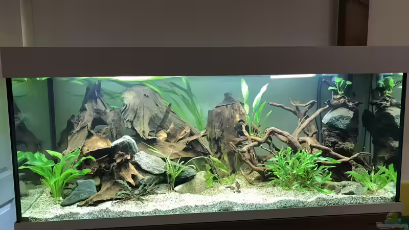 Aquarium Amazonas-Welsbecken von MaFu (7)