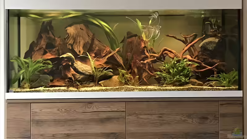 Aquarium Amazonas-Welsbecken von MaFu (8)