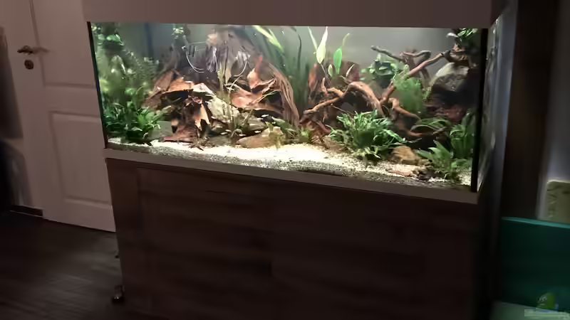 Aquarium Amazonas-Welsbecken von MaFu (9)