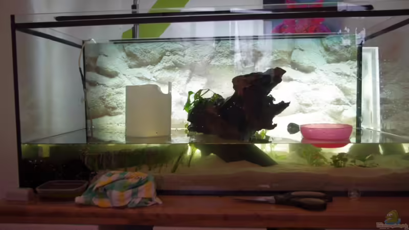 Aquarium Amazonasbecken von Richiiii (4)