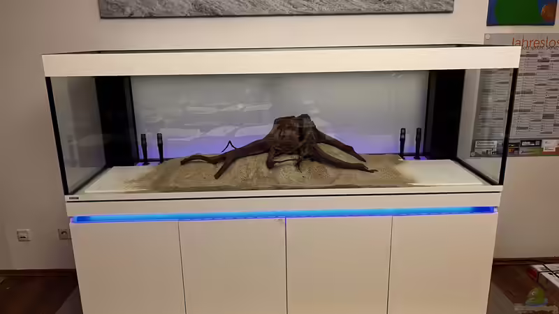 Aquarium Amazonasfluss von MichaE (2)