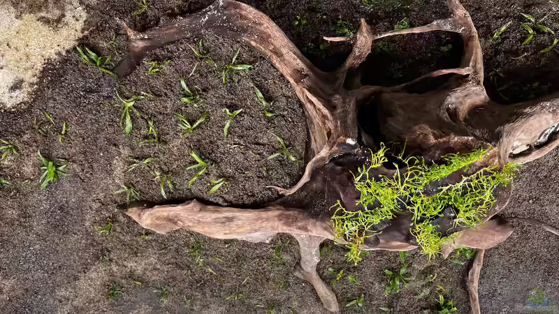 Aquarium Amazonasfluss von MichaE (3)