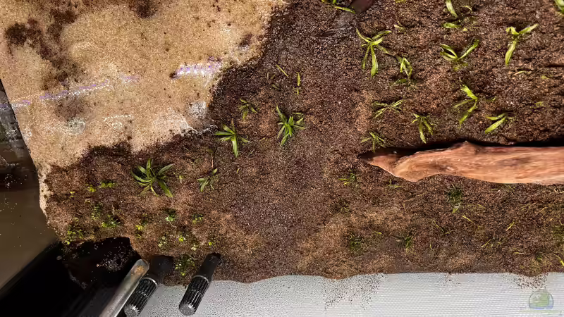 Aquarium Amazonasfluss von MichaE (4)